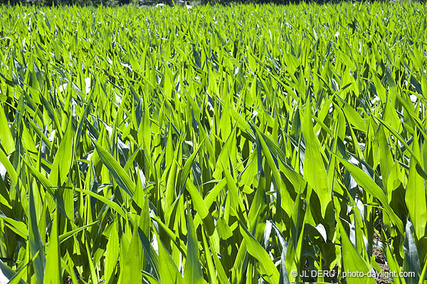 agriculture maîs